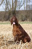 SETTER IRLANDAIS 319